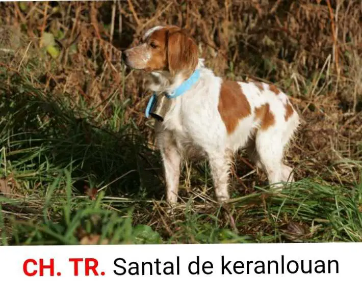 SANTAL de Keranlouan
