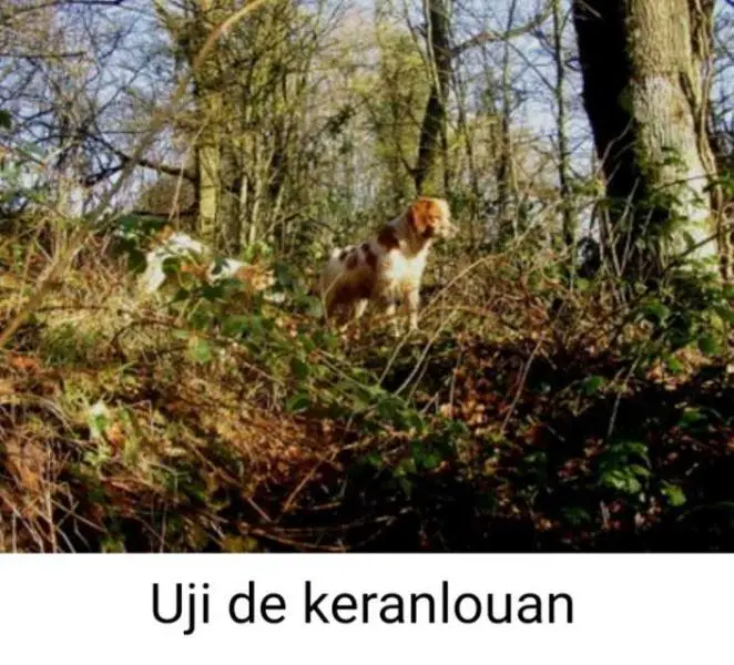 UJI de Keranlouan