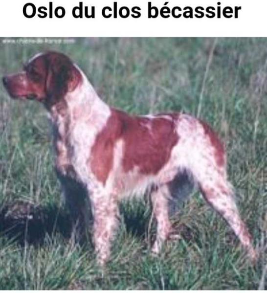 OSLO du Clos Becassier