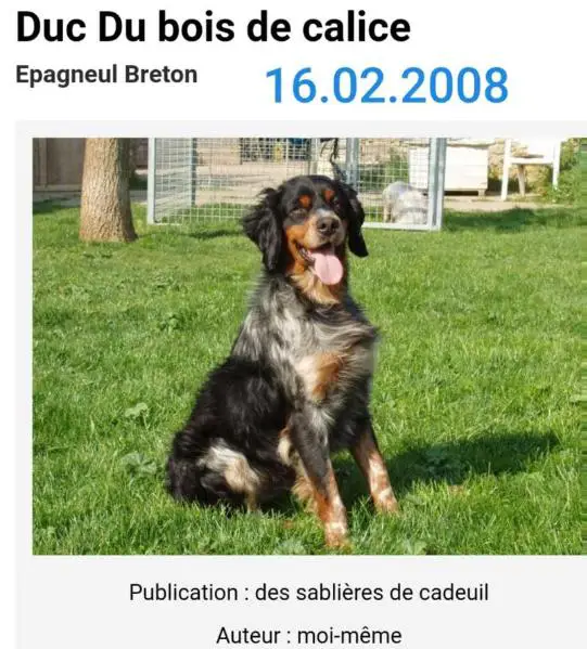 DUC du bois de Calice