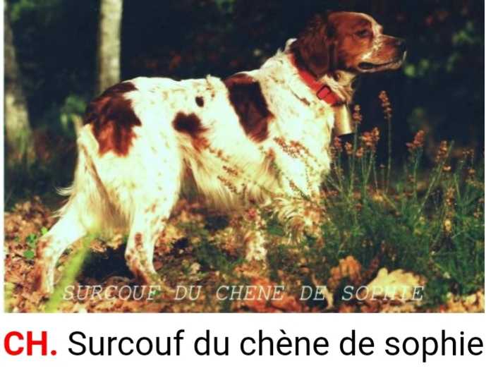 SURCOUF du Chene de Sophie