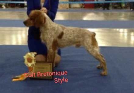 COLT Bretonique Style