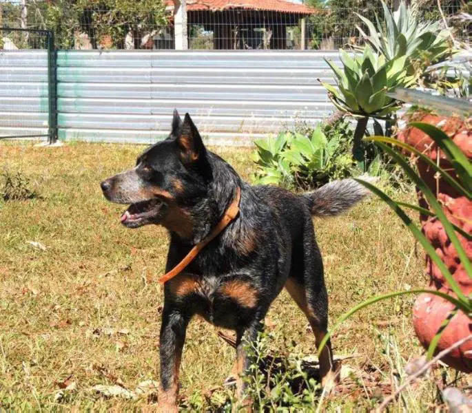 BLACK BEAR OF MMPL TEAM