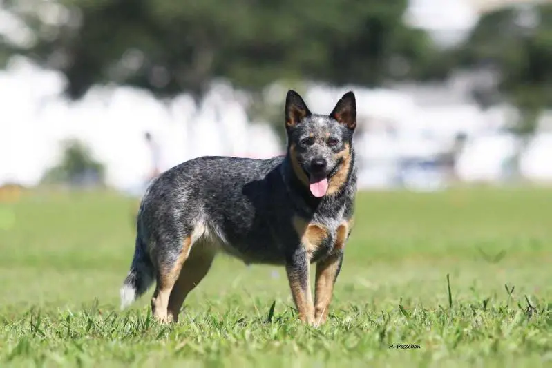 NIX OF HEELER'S SELIVON