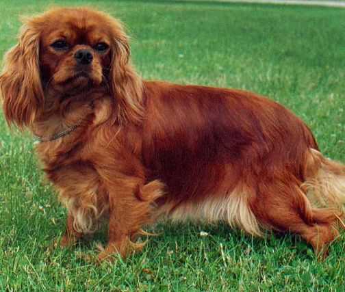 Ursella De Sophline