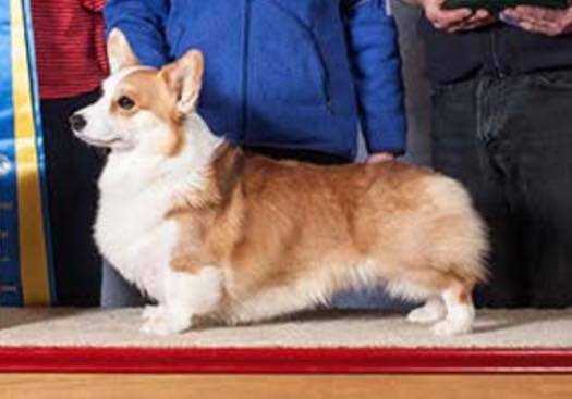 Honeyfox corgis shop