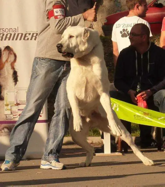 Aslan