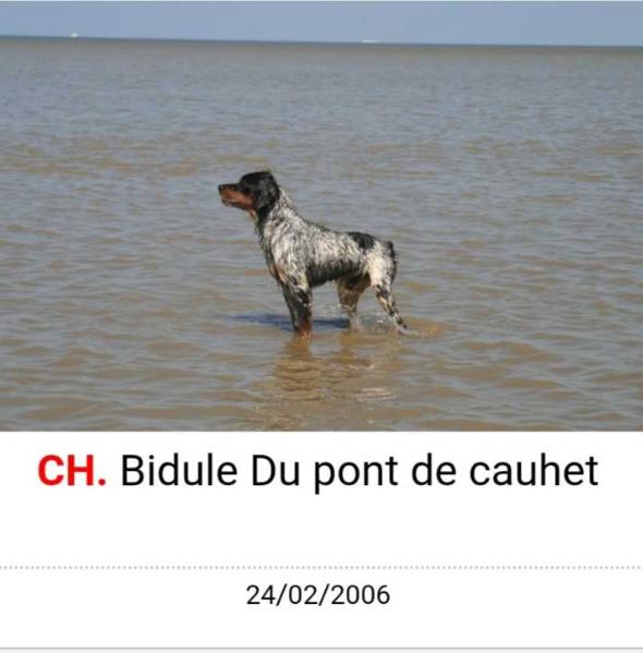 BIDULE du Pont de Cauhet