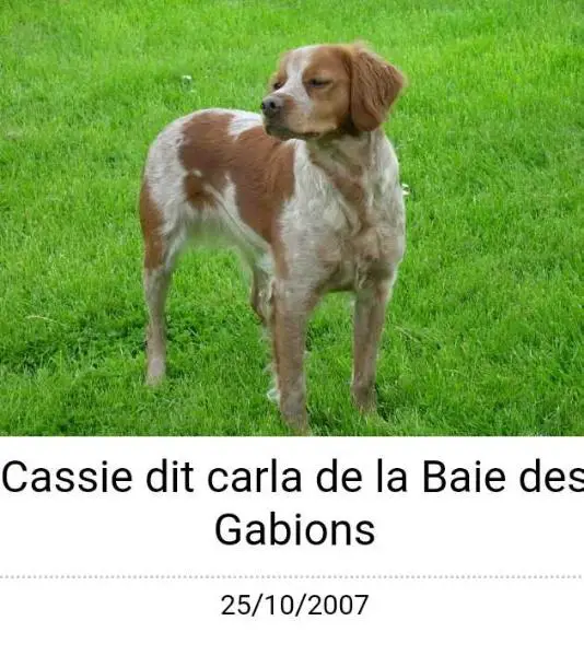 Cassie de la Baie des Gabions