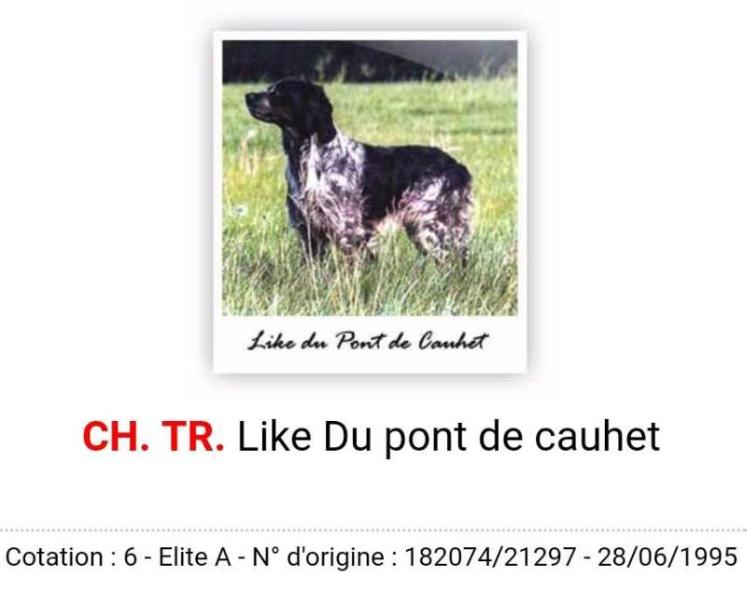 LIKE du pont de Cauchet