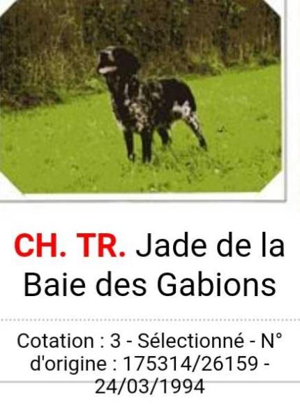JADE de la Baie des Gabions