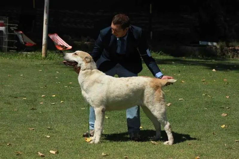 B-Luna