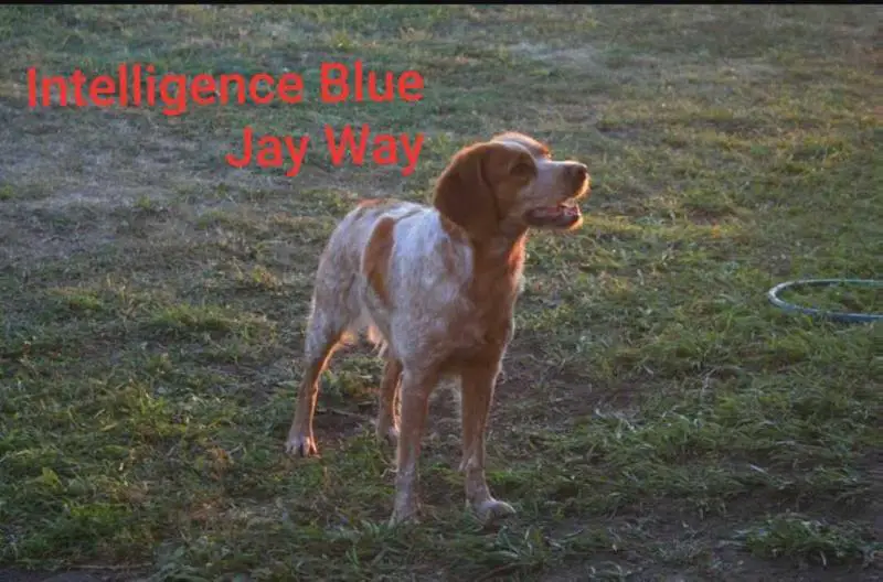 INTELLIGENCE Blue Jay Way