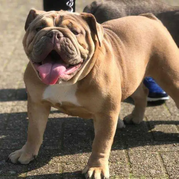 BULLIEBROS WINNIE THE POOH