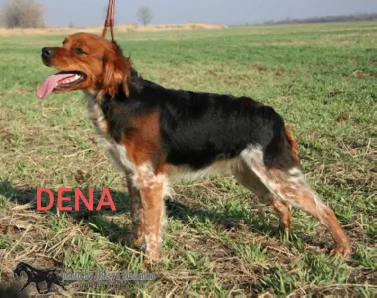 DENA (2010)
