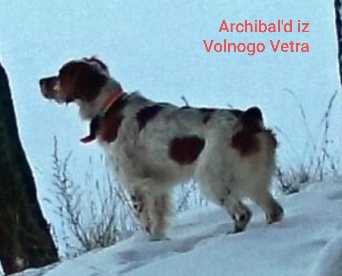 ARCHIBAL'D iz Volnogo Vetra