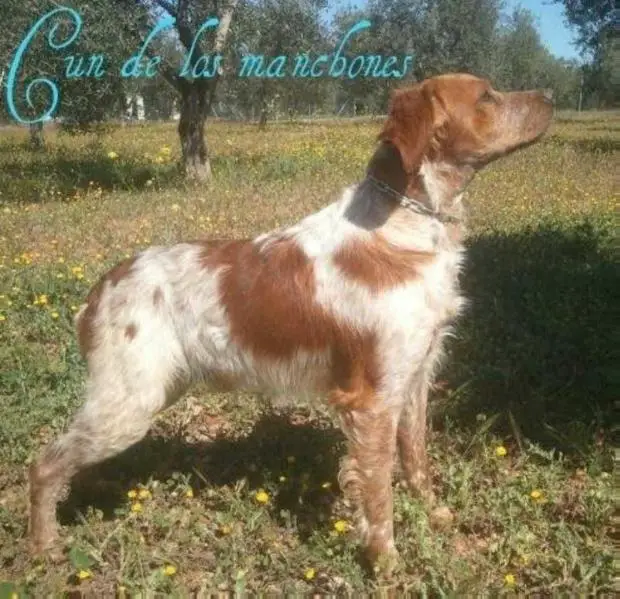 GUN de los Manchones