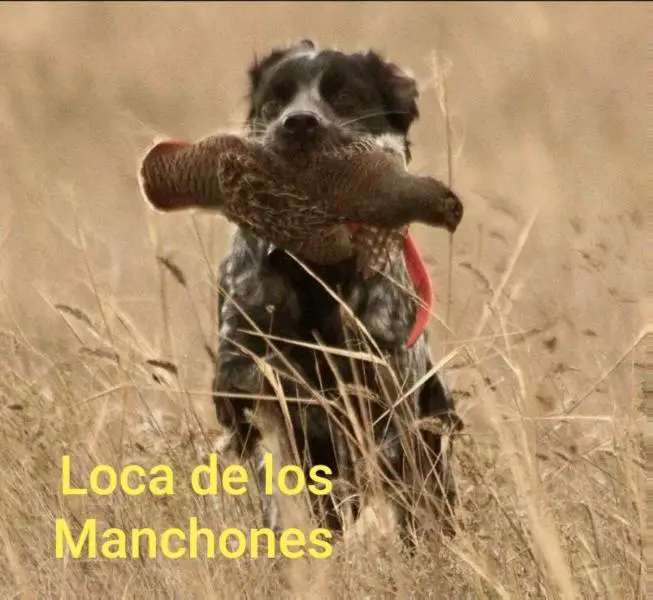 LOCA de los Manchones