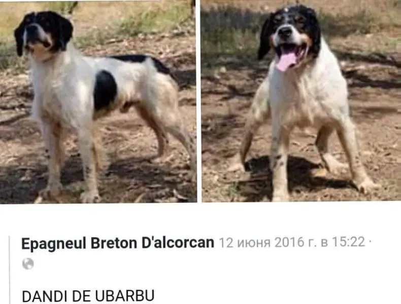 DANDI de Ubarbu