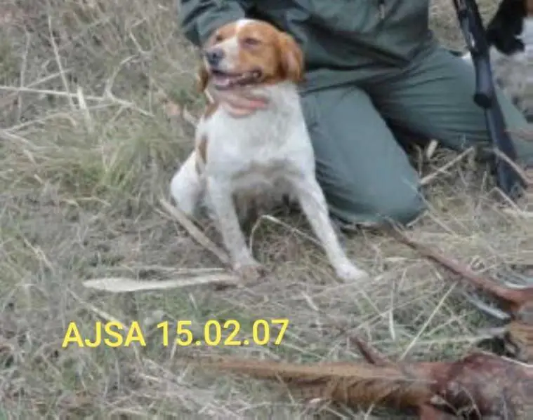 AJSA