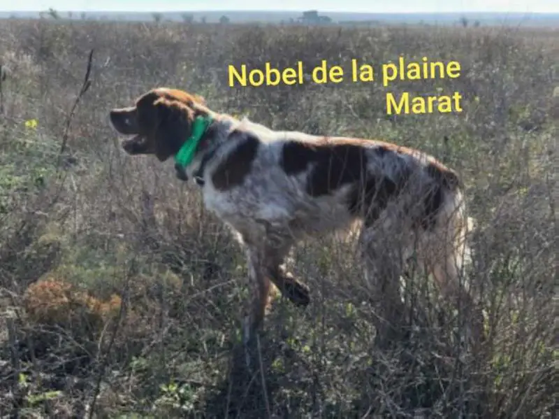 NOBEL de la Plaine Marat