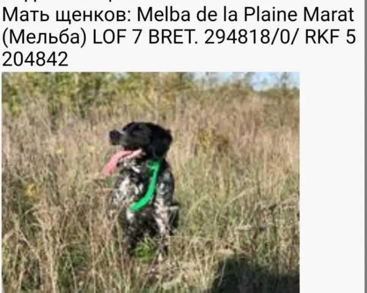 MELBA de la Plaine Marat