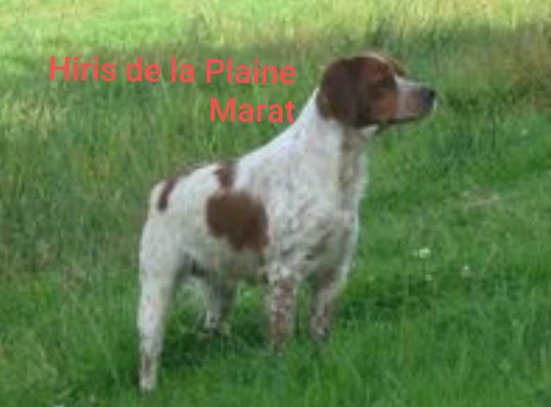 HIRIS de la Plaine Marat