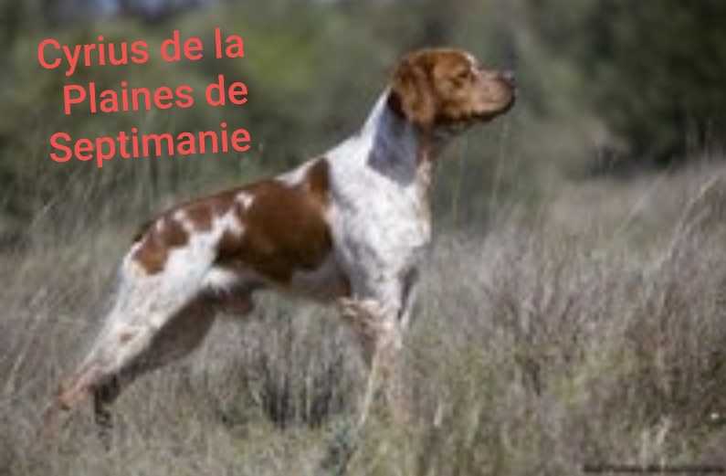 CYRIUS des Plaines de Septimanie