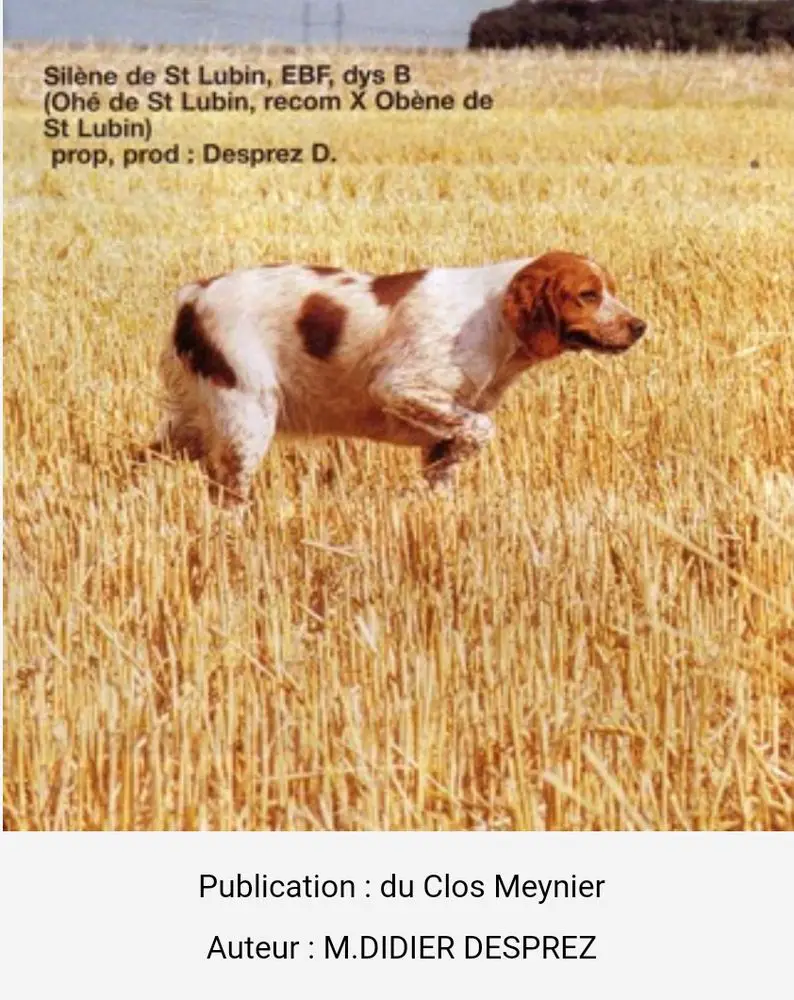 SILENE de Saint Lubin