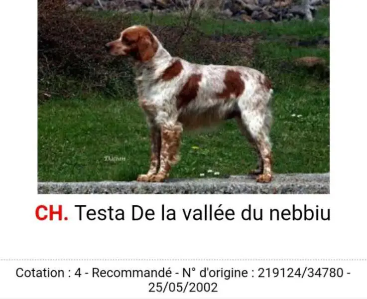 Testa de la Vallee du Nebbiu