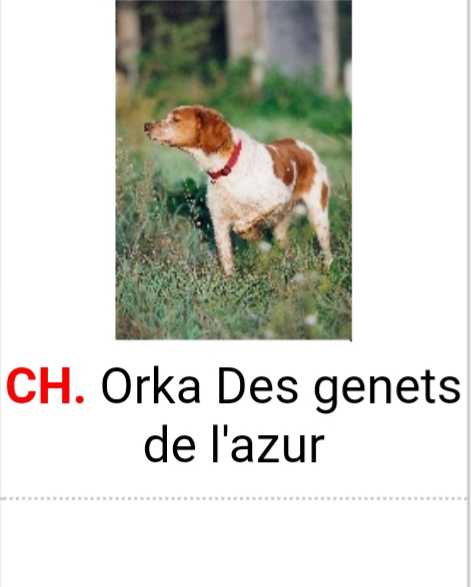 ORKA des Genets de l'Azur