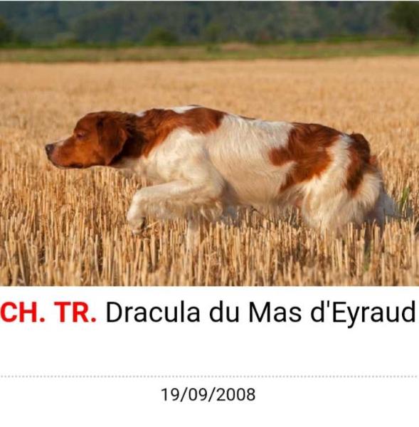 DRACULA du mas d'Eyraud