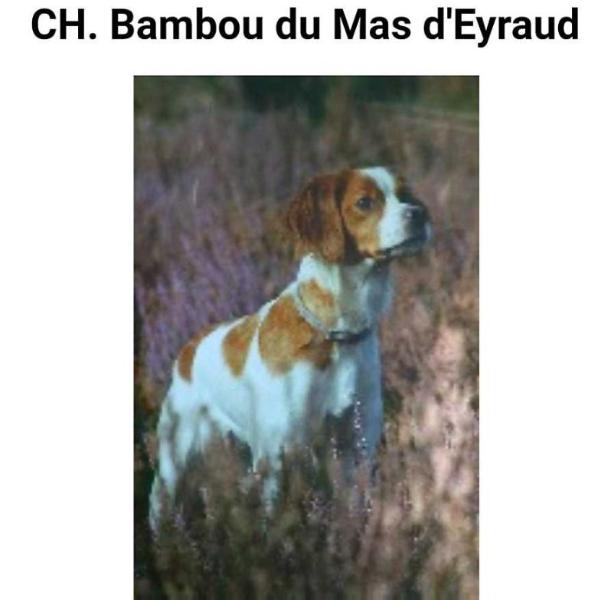 BAMBOU du mas dEyraud
