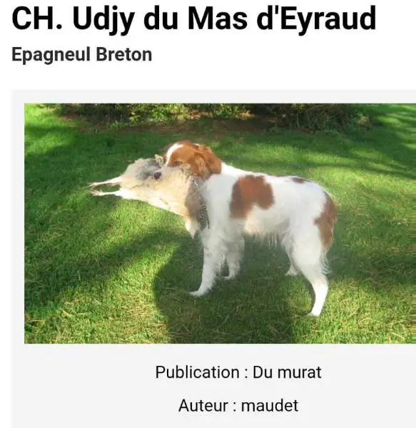 UDJY