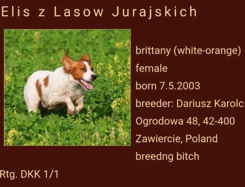 ELIS z Lasow Jurajskich