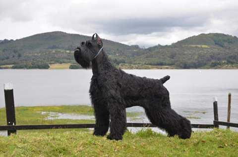 Belrod Canarias Zeus
