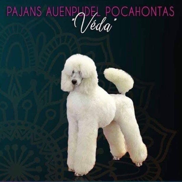 Pajans Auenpudel Pocahontas