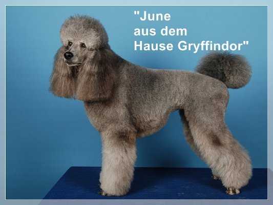 June Aus Dem Hause Gryffindor