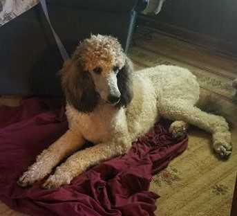 Country Class Cooper
