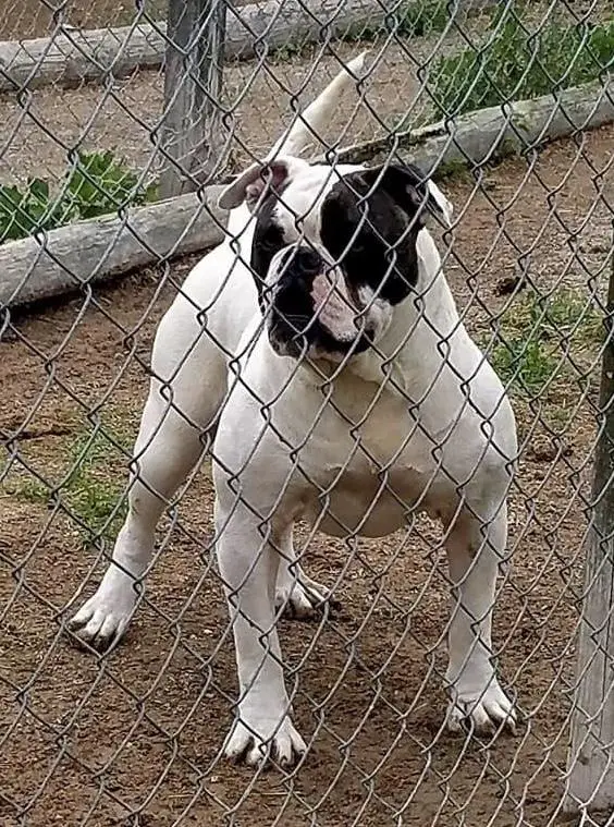 Carter's bambi tight N tuff