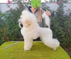 ALMA UNICA VICTOR STAR BOY
