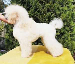 ALMA UNICA VICTORIOUS BLOND