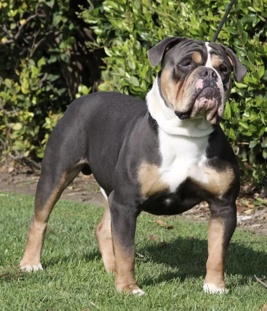 Shaka Bulldogges' Dodger of 1BN