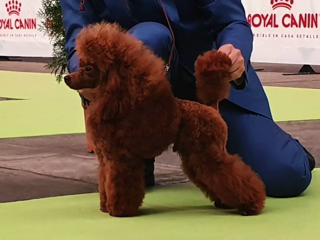 Kram de Alderrabel Amaretto