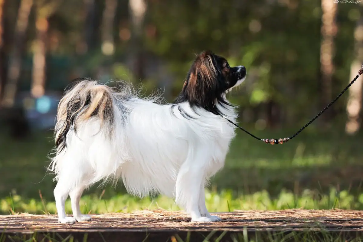 Le papillon ravissant Mishell (PH)