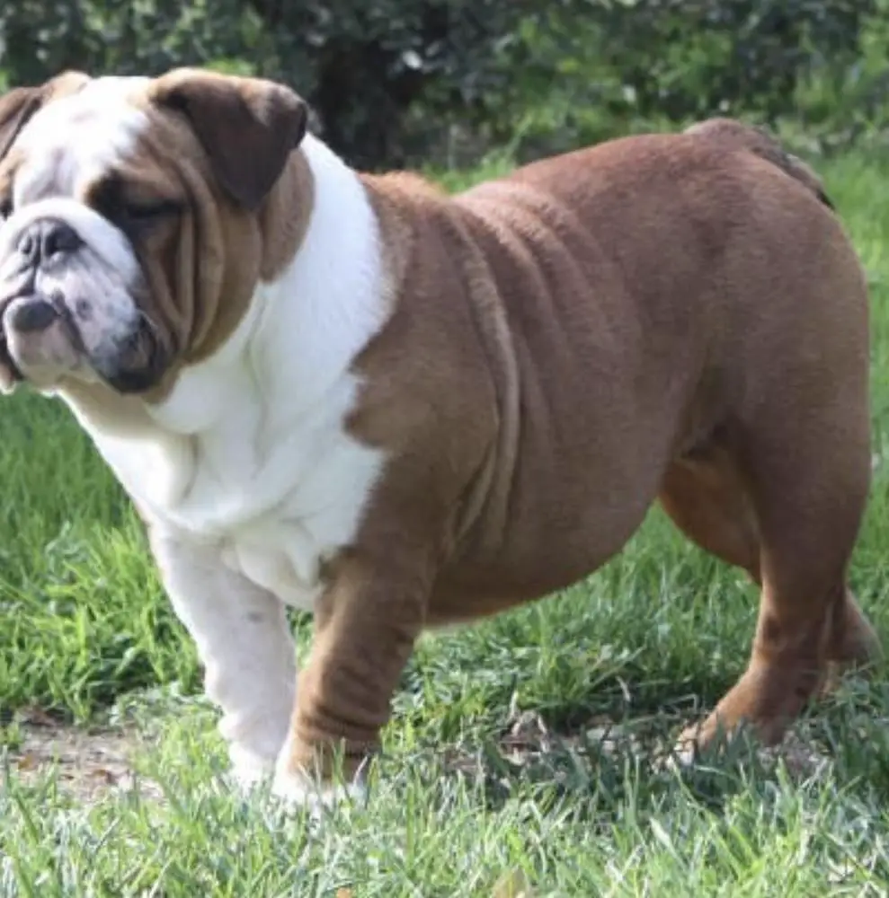 Rosie Snickers