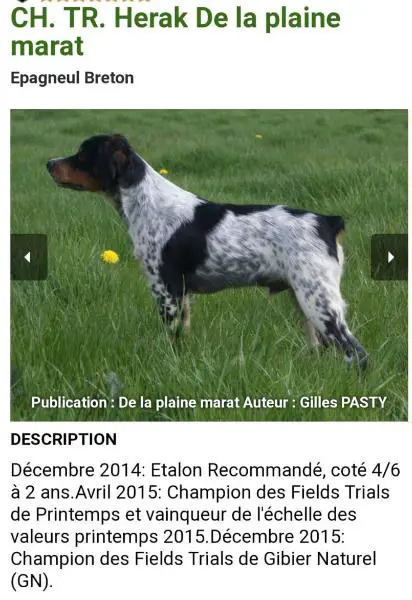 HERAK de la Plaine Marat