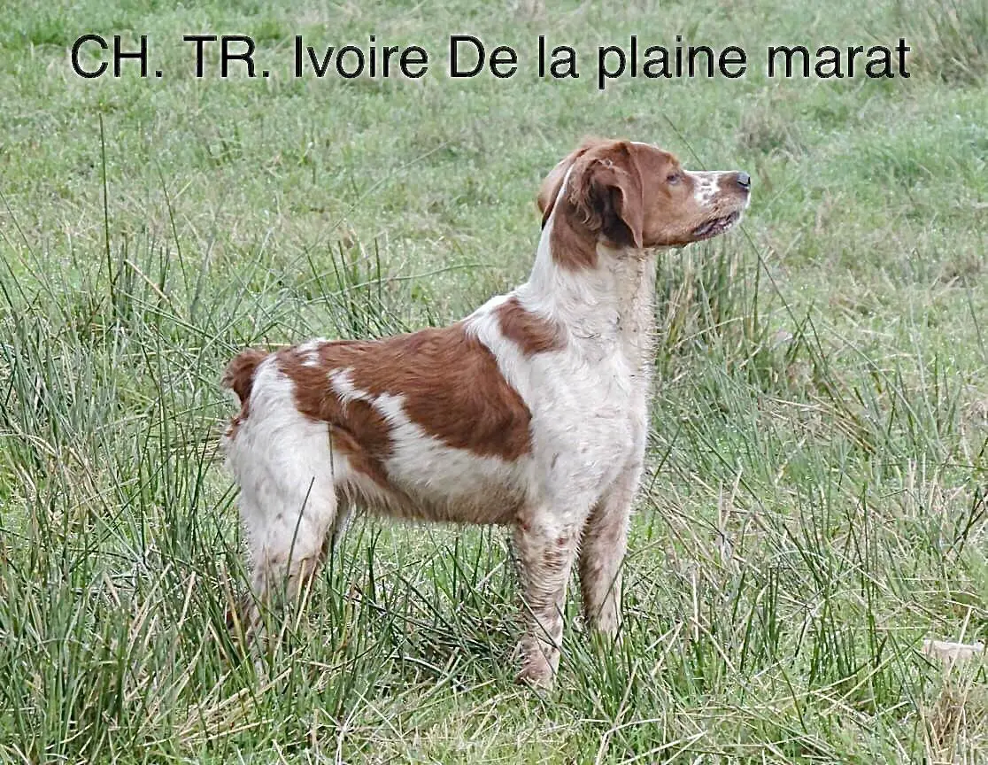 IVOIRE de la Plaine Marat