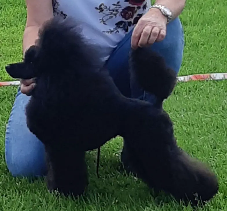 First Lady av Vinnvarg