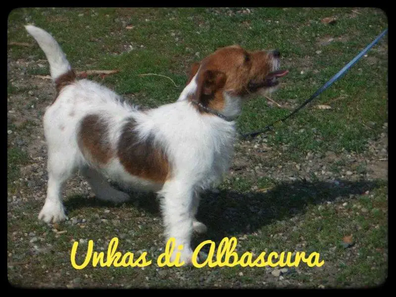 Unkas di Albascura